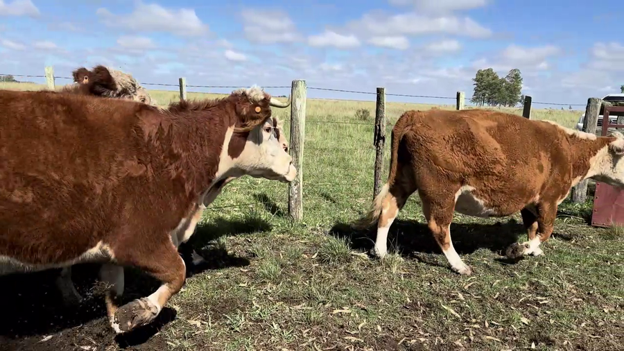 Lote VACAS ENTORADAS