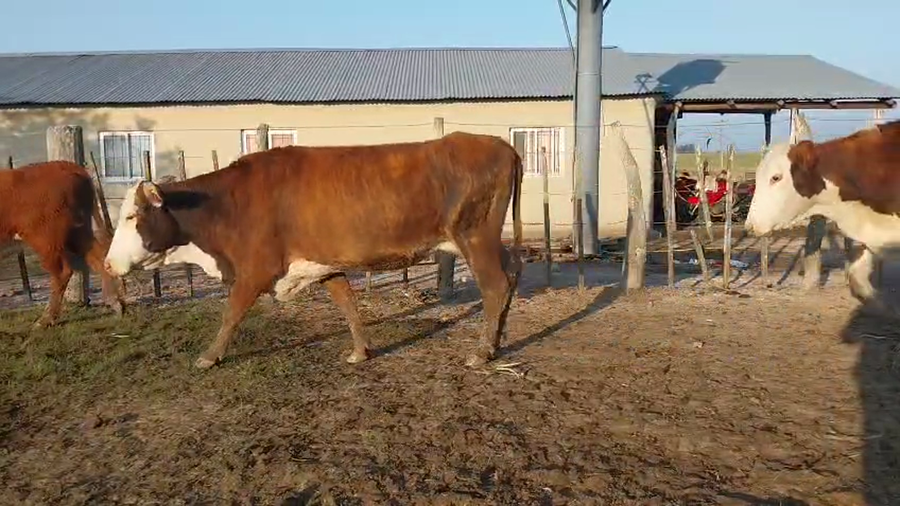 Lote 135 Vacas nuevas Preñadas