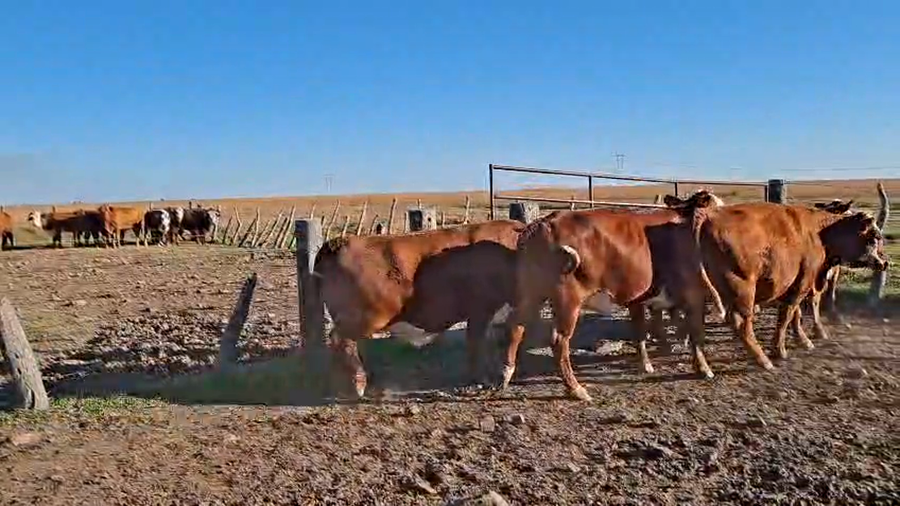 Lote 7 Vacas