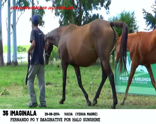 Lote IMAGINALA