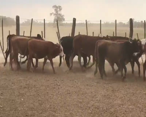 Lote 110 Terneras en Quimilí, Santiago del Estero