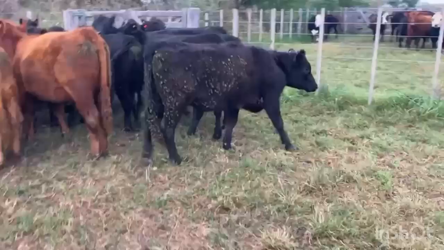 Lote 31 Vaquillonas P/ entorar