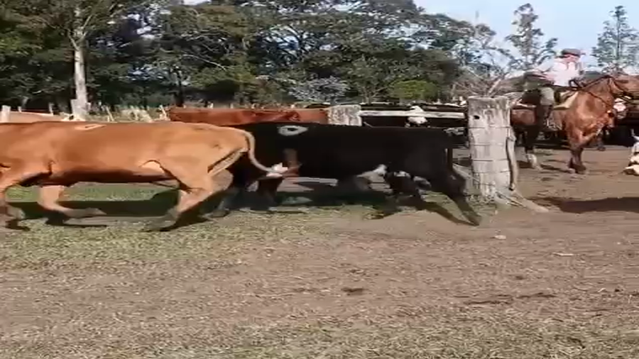 Lote 120 Vacas nuevas Preñadas