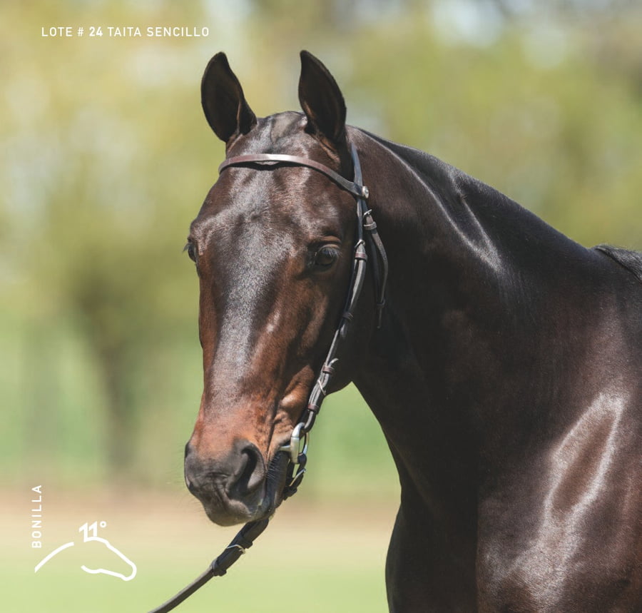 Lote TAITA SENCILLO - T/E (MACHITOS CALIFITA CLON - 1 - TAITA FACIL)