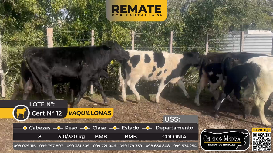 Lote 8 Vaquillonas  en Miguelete, a25 km de Tarariras, Colonia