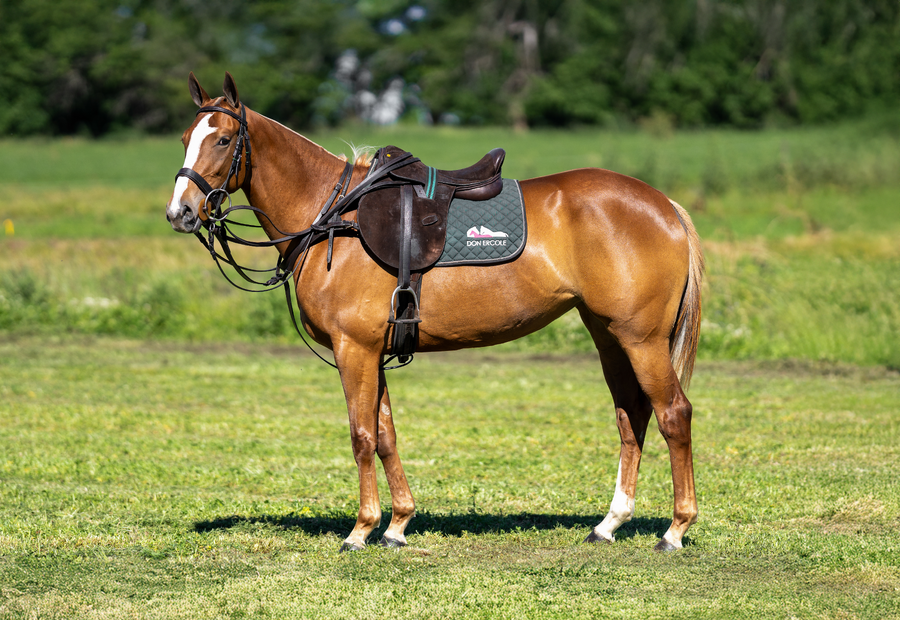 Lote DON ERCOLE QUIEBRA