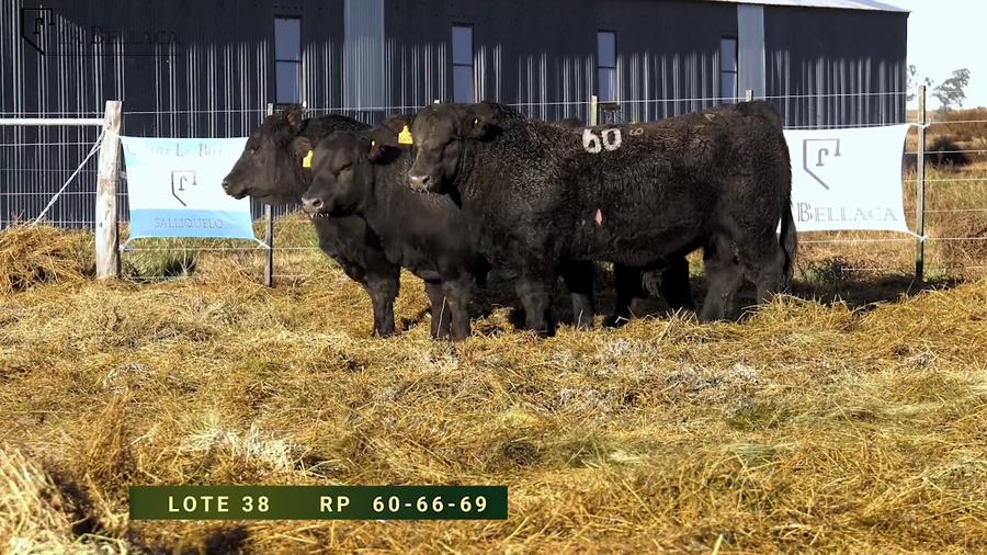 Lote TOROS PUROS CONTROLADOS