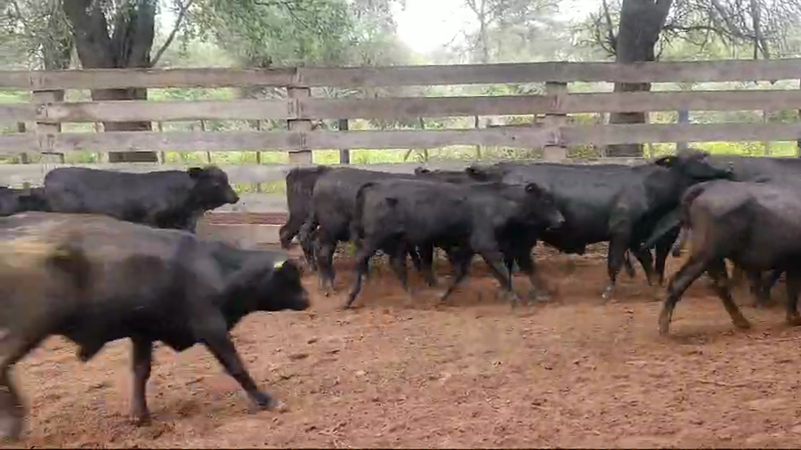 Lote 70 Terneros en Pampa de Los Guanacos, Santiago del Estero