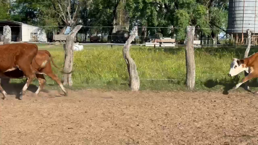 Lote 120 Terneras en Corrientes, Paso de Los Libres
