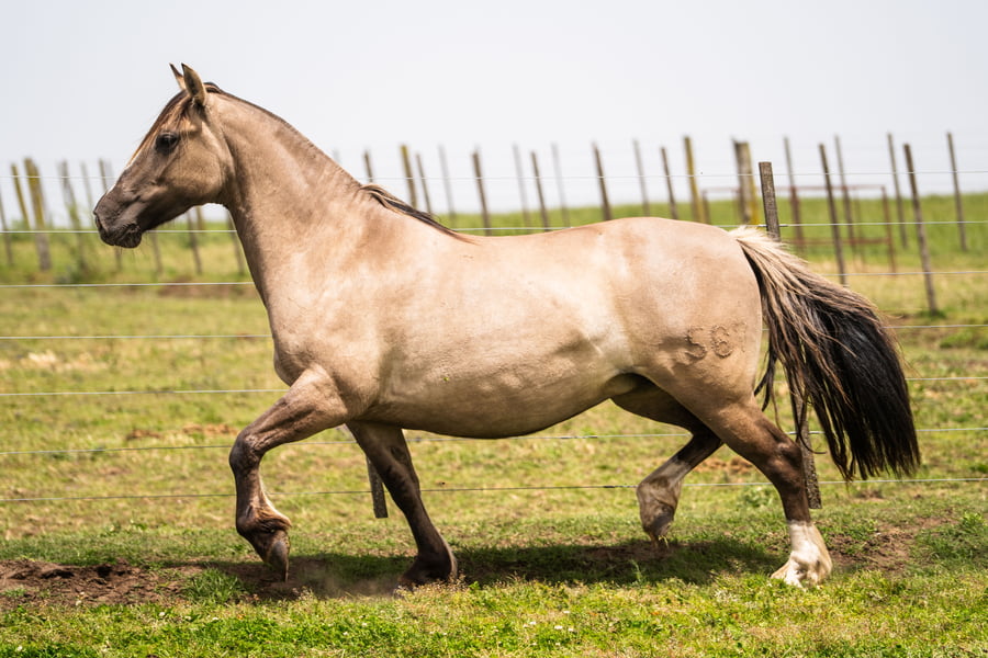Lote AGENCIADA VUELA