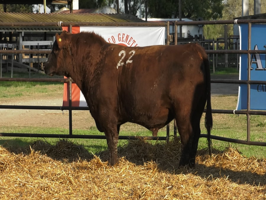 Lote TOROS ANGUS COLORADOS PC