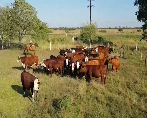 Lote 50 Vacas en Empedrado, Corrientes