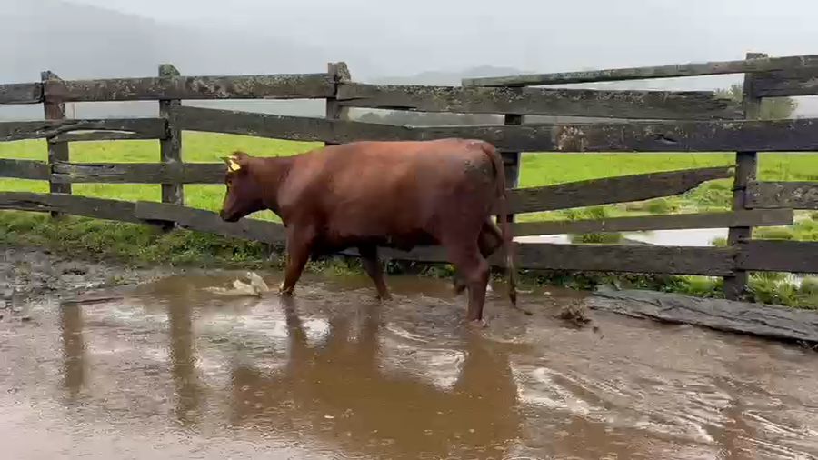 Lote 49 Vaquilla Engorda