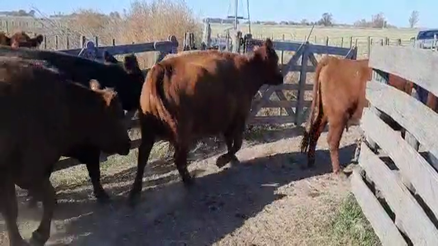 Lote 18 Vacas medio uso C/ cria en Buenos Aires, Pellegrini