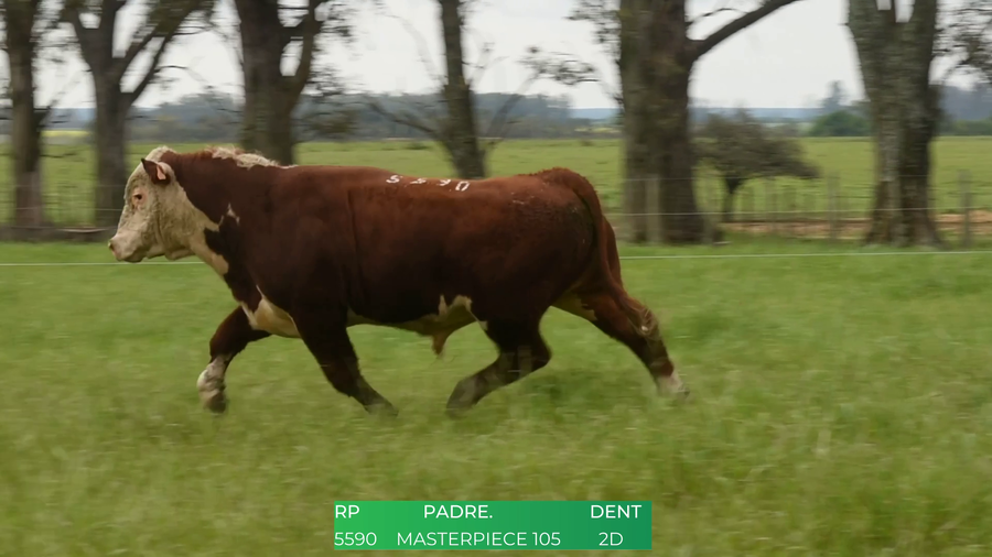 Lote Toros POLLED HEREFORD a remate en 4º  Remate  Anual Cabaña El Treból en Liga de Trabajo de Guichón