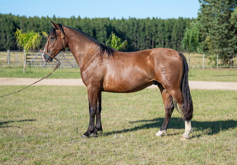 Lote CAPRICHOSO DEL PORRÚA