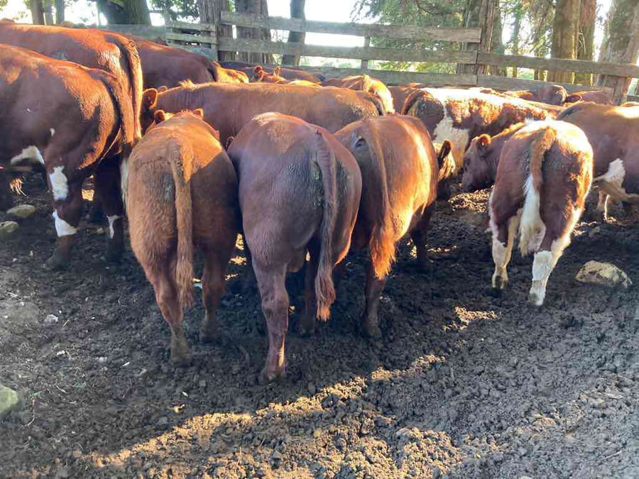 Lote 63 Ternero en Puerto Varas, X Región Los Lagos