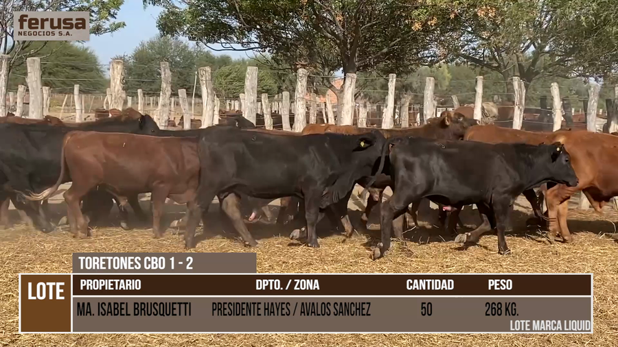 Lote LOTE 3