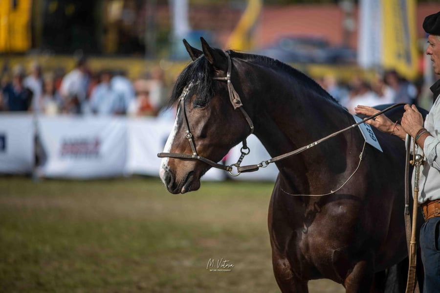 Lote EMBRIONES TARANTULA Y OLIMPICA