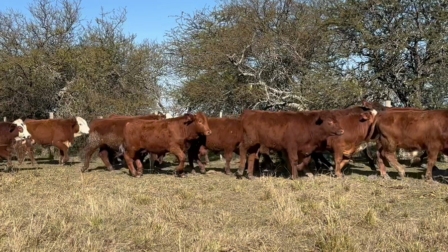 Lote 270 Terneros en Corrientes, Curuzú-Cuatiá