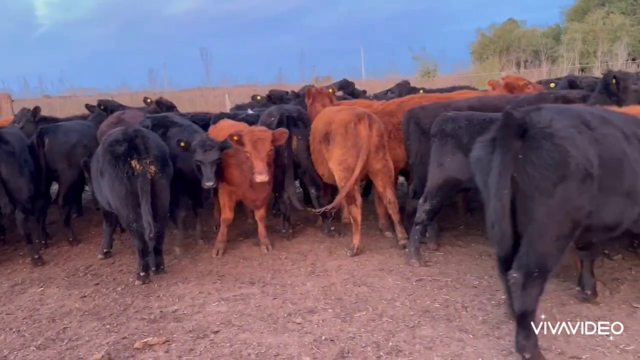 Lote 51 Terneros/as en Brandsen, Buenos Aires