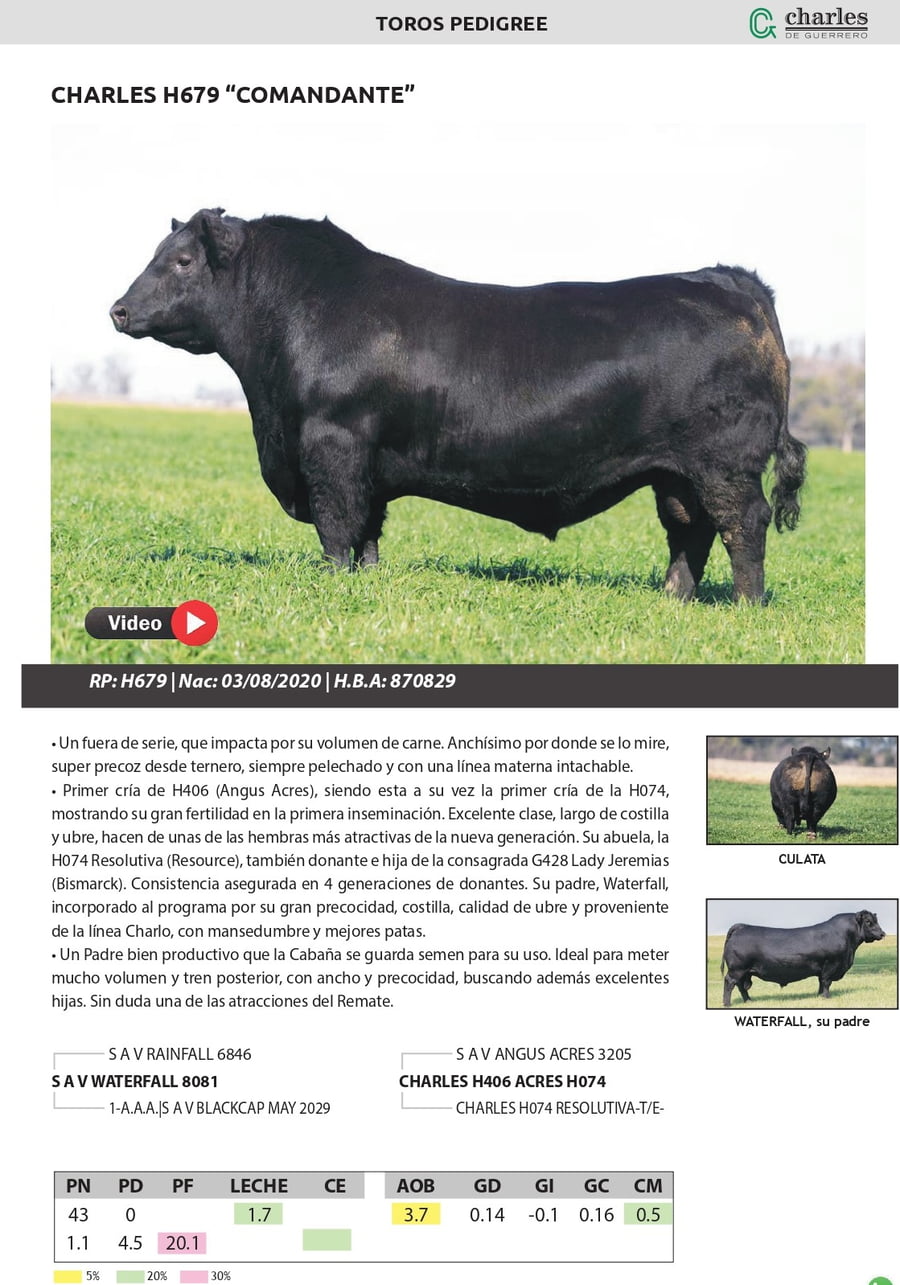 Lote TORO PEDIGREE