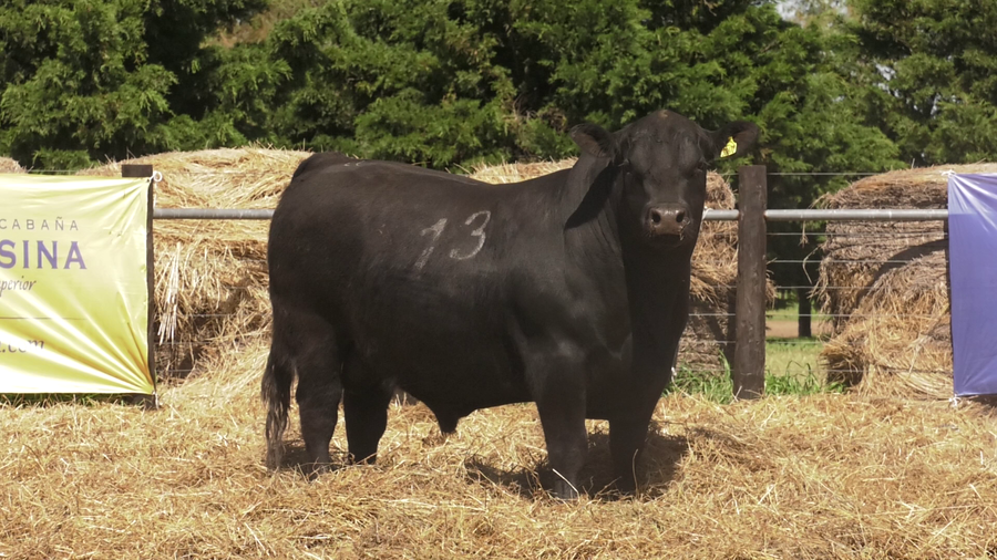 Lote TOROS ANGUS PURO CONTROLADO