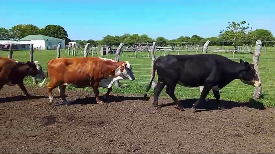 Lote 13 Vacas de invernar en Corrientes, Curuzú-Cuatiá