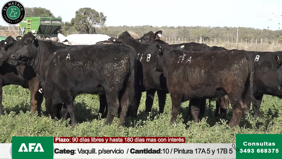 Lote """EL MATACO"" VAQUILLONAS PARA SERVICIO