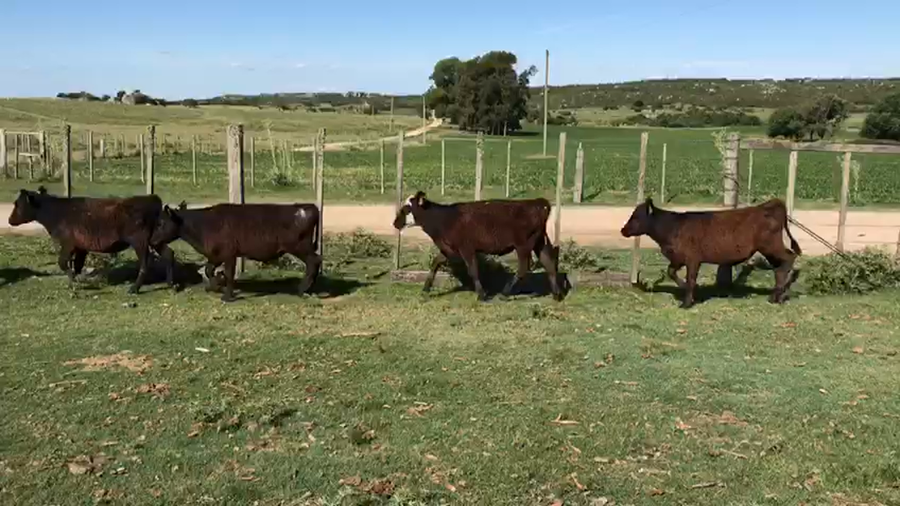 Lote 6 Terneros San José