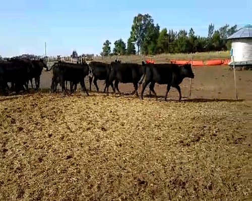 Lote 110 Terneras en Mayor Buratovich, Buenos Aires