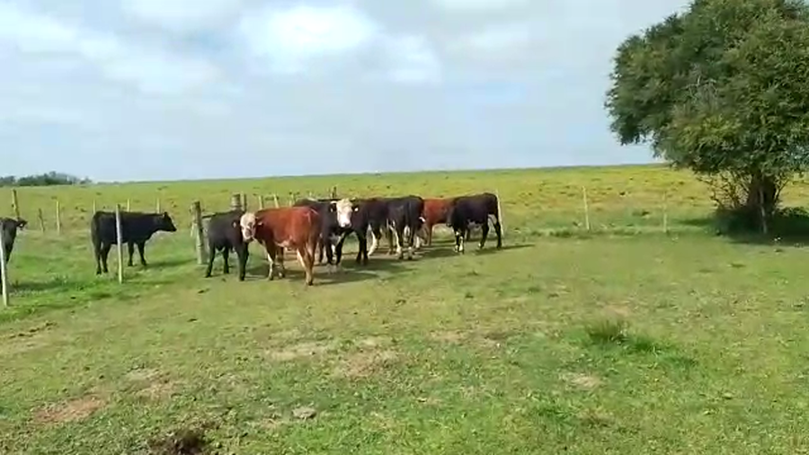 Lote 9 Novillos a remate en REMATE POR PANTALLA 340kg - , San José