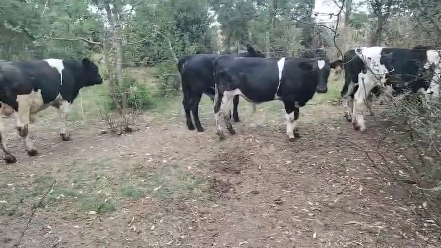 Lote 10 Terneros, San José