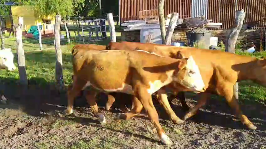 Lote 42 Terneros