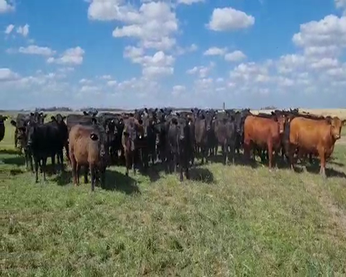 Lote 38 Vaquillonas C/ gtia de preñez en 25 de Mayo, Buenos Aires