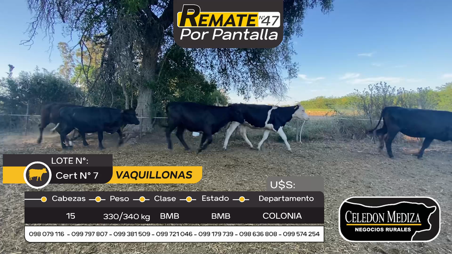Lote 15 Vaquillonas  en Mevir San Pedro, Colonia