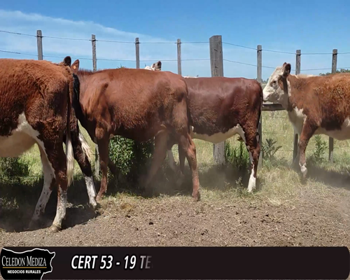 Lote 19 Terneras 6 HE,  5 AA X HE,  5 HE X RA,  2 AA ,  1 RA a remate en 12° Remate por Pantalla 246kg -  en ESTABLECIMIENTO SAUCE - RUTA 107 A 8 KM DE SAUCE