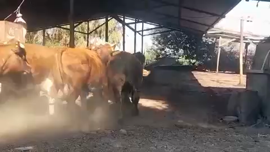 Lote 45 Novillo Gordo en Linares, VII  Región Maule