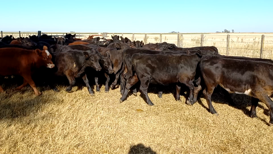 Lote 65 Terneros/as en Buenos Aires, Bolívar