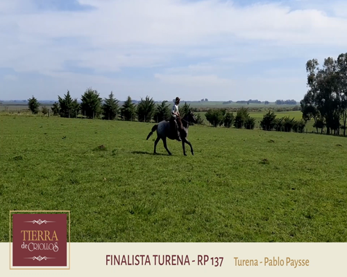 Lote Finalista Turena (RP 137) - Cabaña Turena