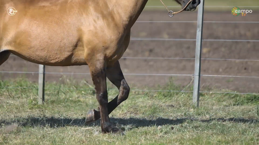 Lote LA ROSADA LUANA