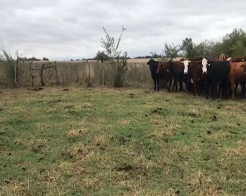 Lote 40 Novillos en Bella Vista, Corrientes