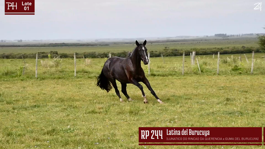 Lote LATINA DEL BURUCUYA