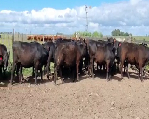 Lote 32 Vaquillonas preñadas en Olavarría, Buenos Aires