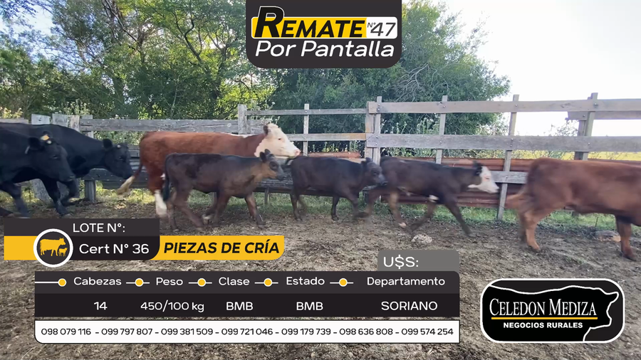 Lote 14 Piezas de cría en Cardona, Soriano