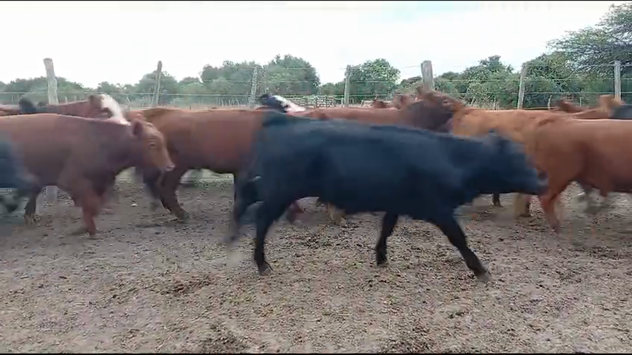 Lote 110 Terneros en Entre Ríos, Federal