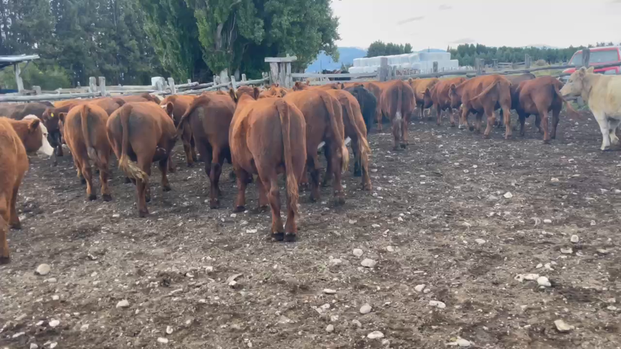 Lote 51 Novillo Engorda en Coyhaique, XI Región Aysén