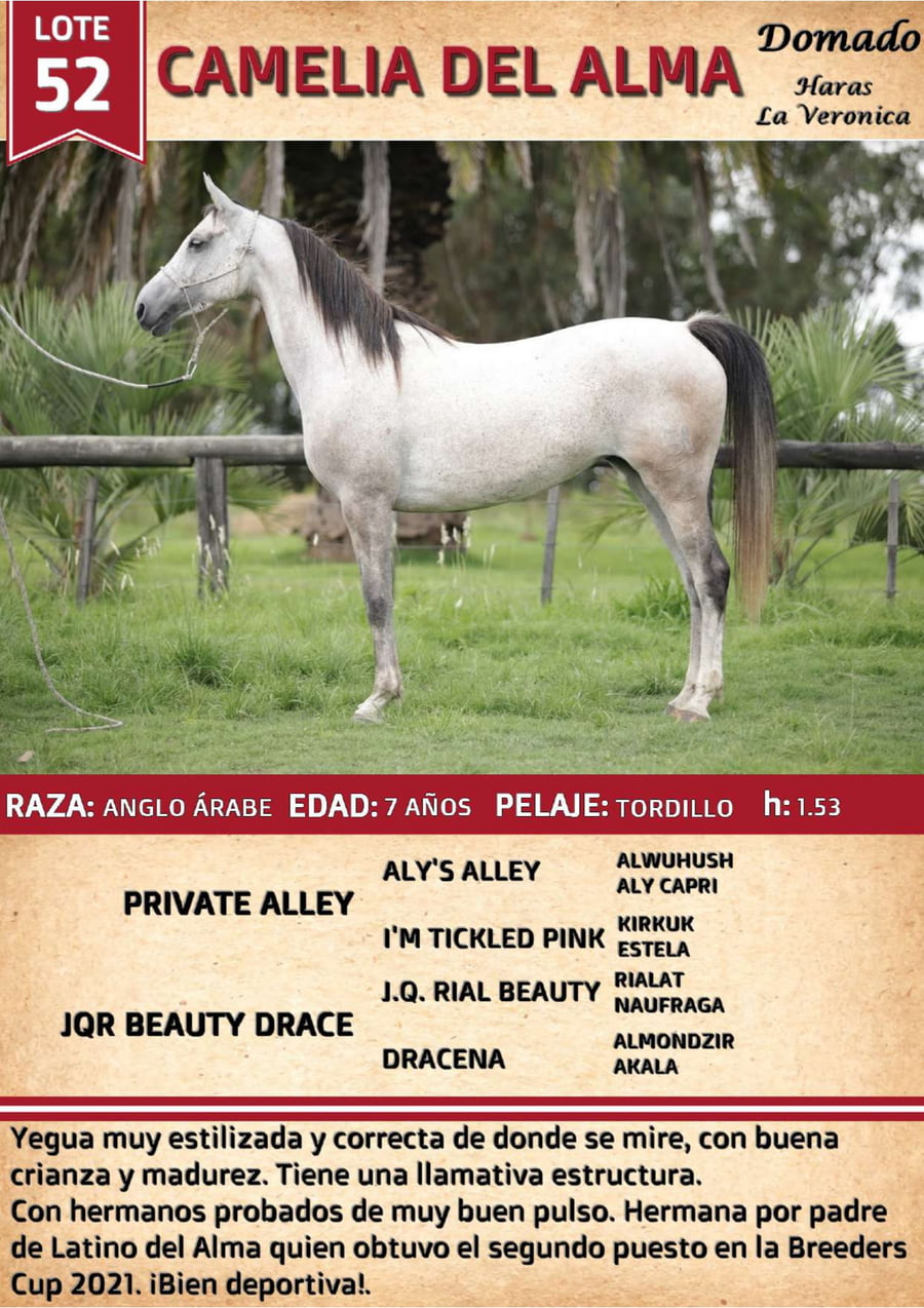 Lote CAMELIA DEL ALMA