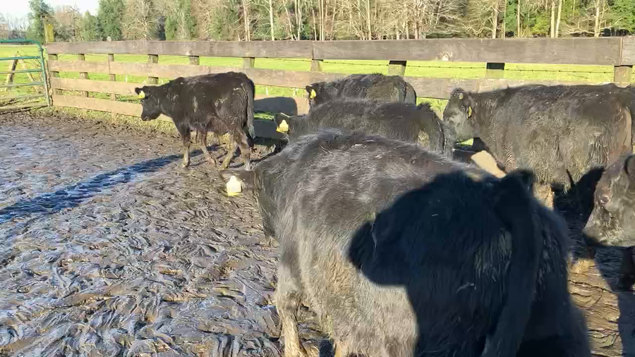 Lote 43 Ternero en Puyehue, X Región Los Lagos