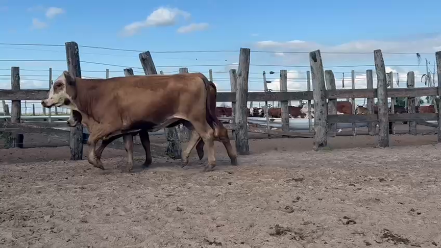 Lote 100 Vaquillonas en Corrientes, San Lorenzo